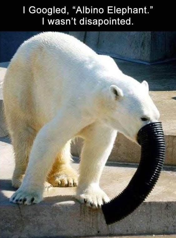 Albino Elephant 