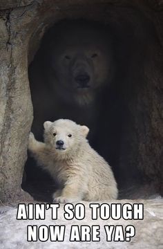Mama Bear