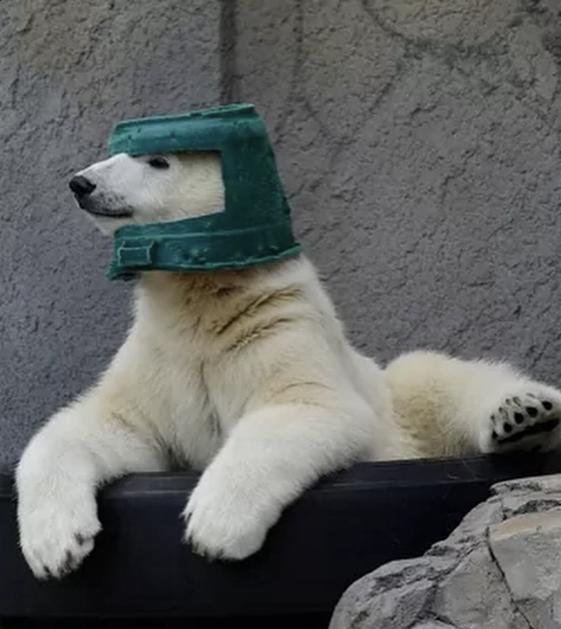 The Bucket Bear