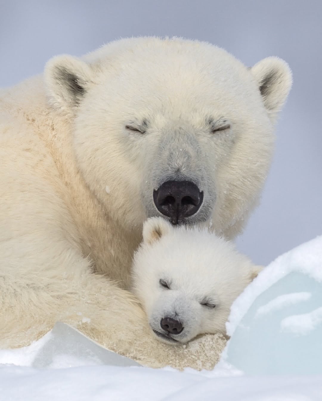 Polar Bears and Northern Lights